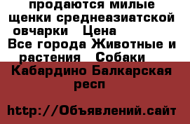 продаются милые щенки среднеазиатской овчарки › Цена ­ 30 000 - Все города Животные и растения » Собаки   . Кабардино-Балкарская респ.